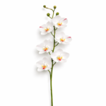 Degë Orkide Phalaenopsis artificiale - FUSH109