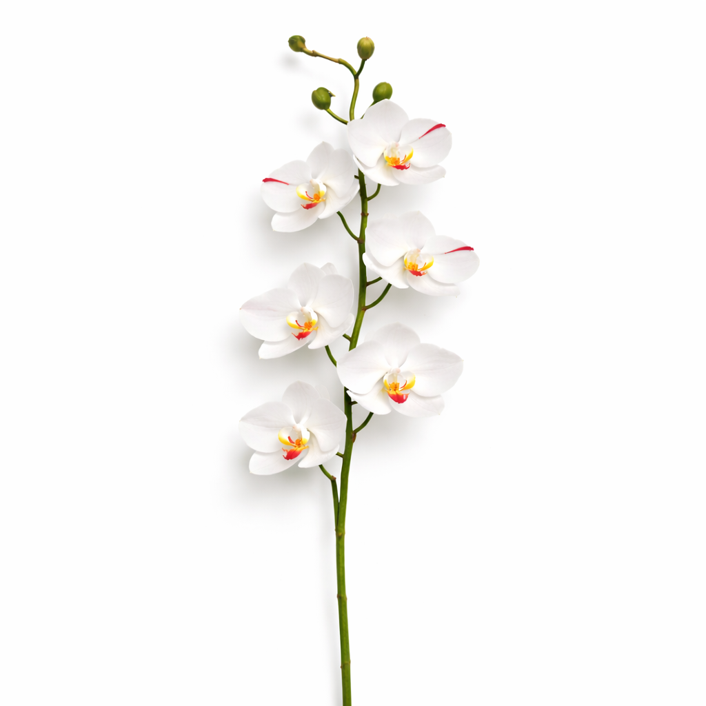 ChatGPT Image Feb 27, 2026, 10_01_22 AM Degë Orkide Phalaenopsis artificiale - FUSH109 - Image 1