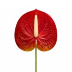 Lule Artificiale Kalla e Hapur - FUSH309 - Figura 3