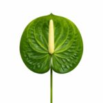 Lule Artificiale Kalla e Hapur - FUSH309