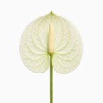 Lule Artificiale Kalla e Hapur - FUSH309 - Figura 2