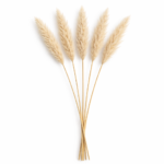 Degë Pampas Artificiale Krem – Set 5 Copë - FUSH200 - Image 2